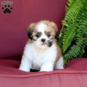 Archie, Shih Tzu Puppy